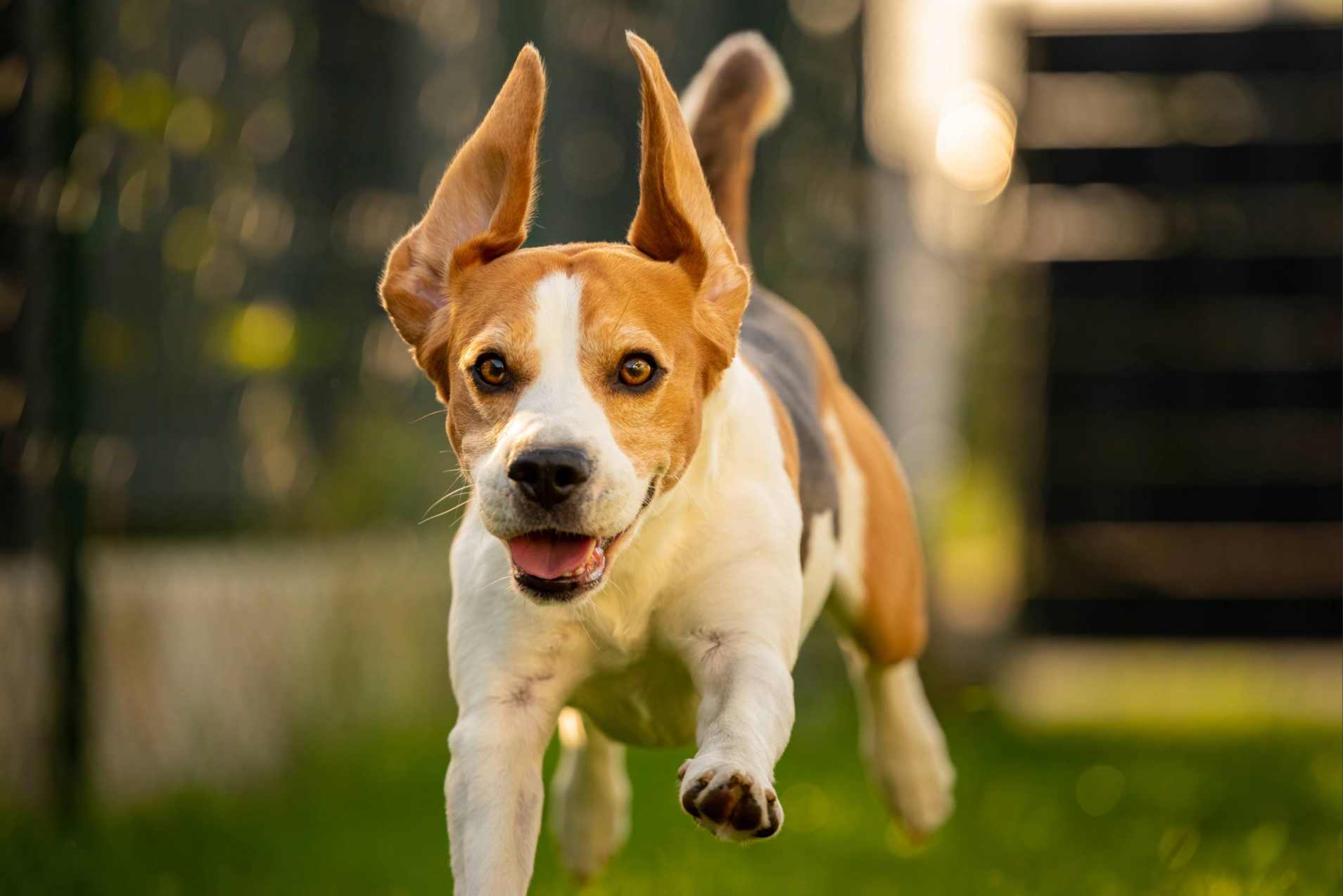 Dog running inside a pet fence. Tall privacy dog fence with dig guards.